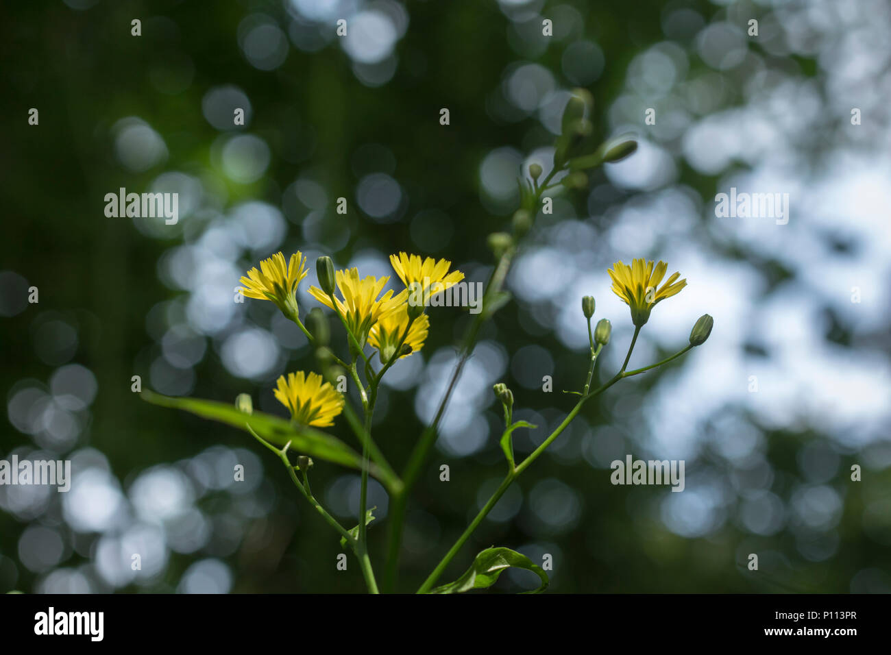Yellow flowers of Nipplewort / Lapsana communis. Young leaves may be eaten cooked as a survival food. Stock Photo