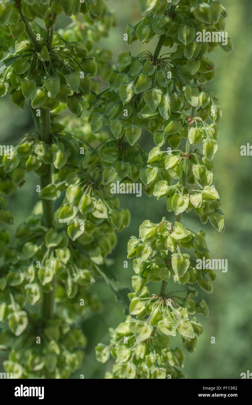 Young forming seeds of  Curled Dock / Rumex crispus. Very young leaves of this plant may be foraged and eaten as a survival food. Stock Photo