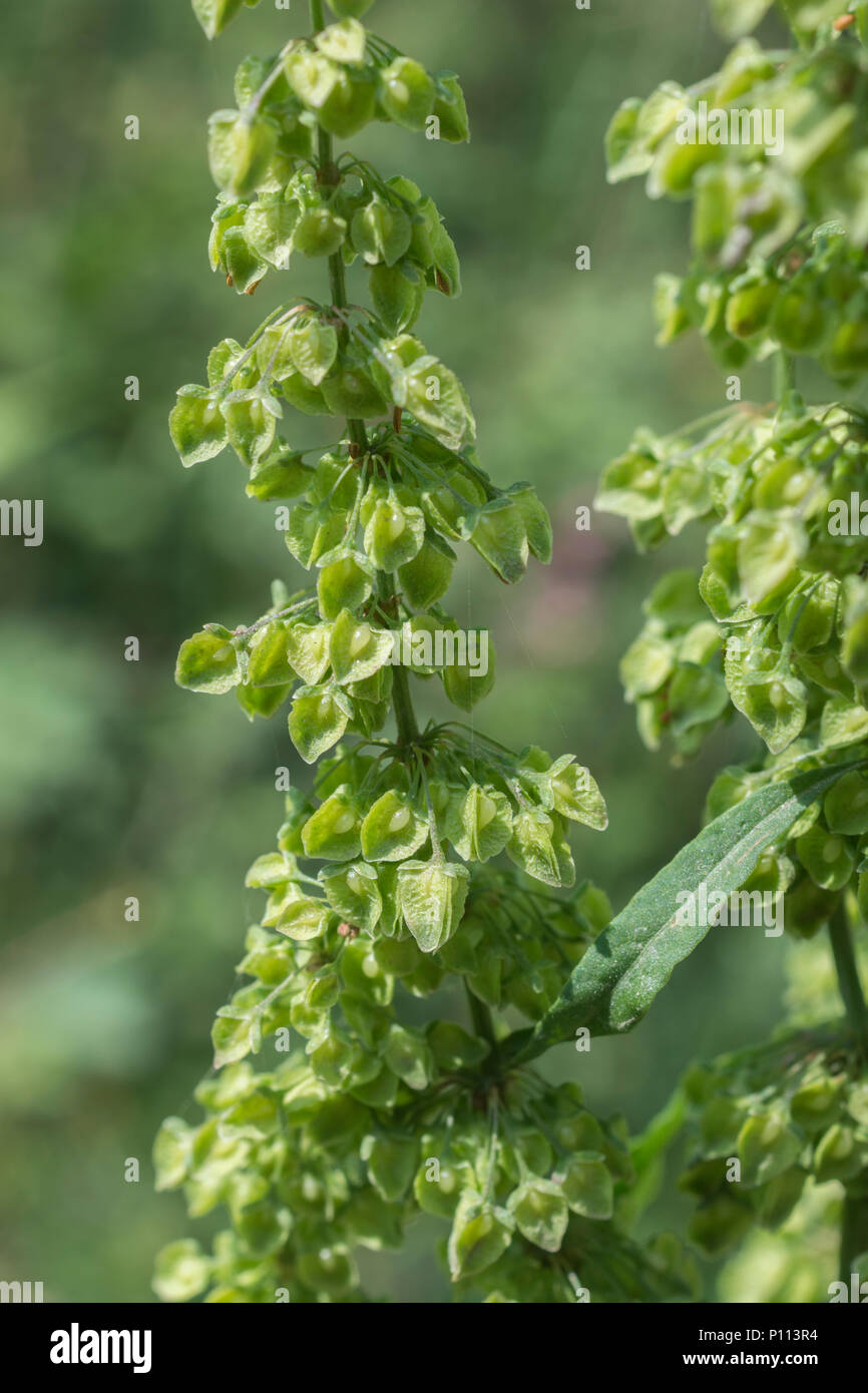 Young forming seeds of Curled Dock  / Rumex crispus. Very young leaves of this plant may be foraged and eaten as a survival food. Stock Photo