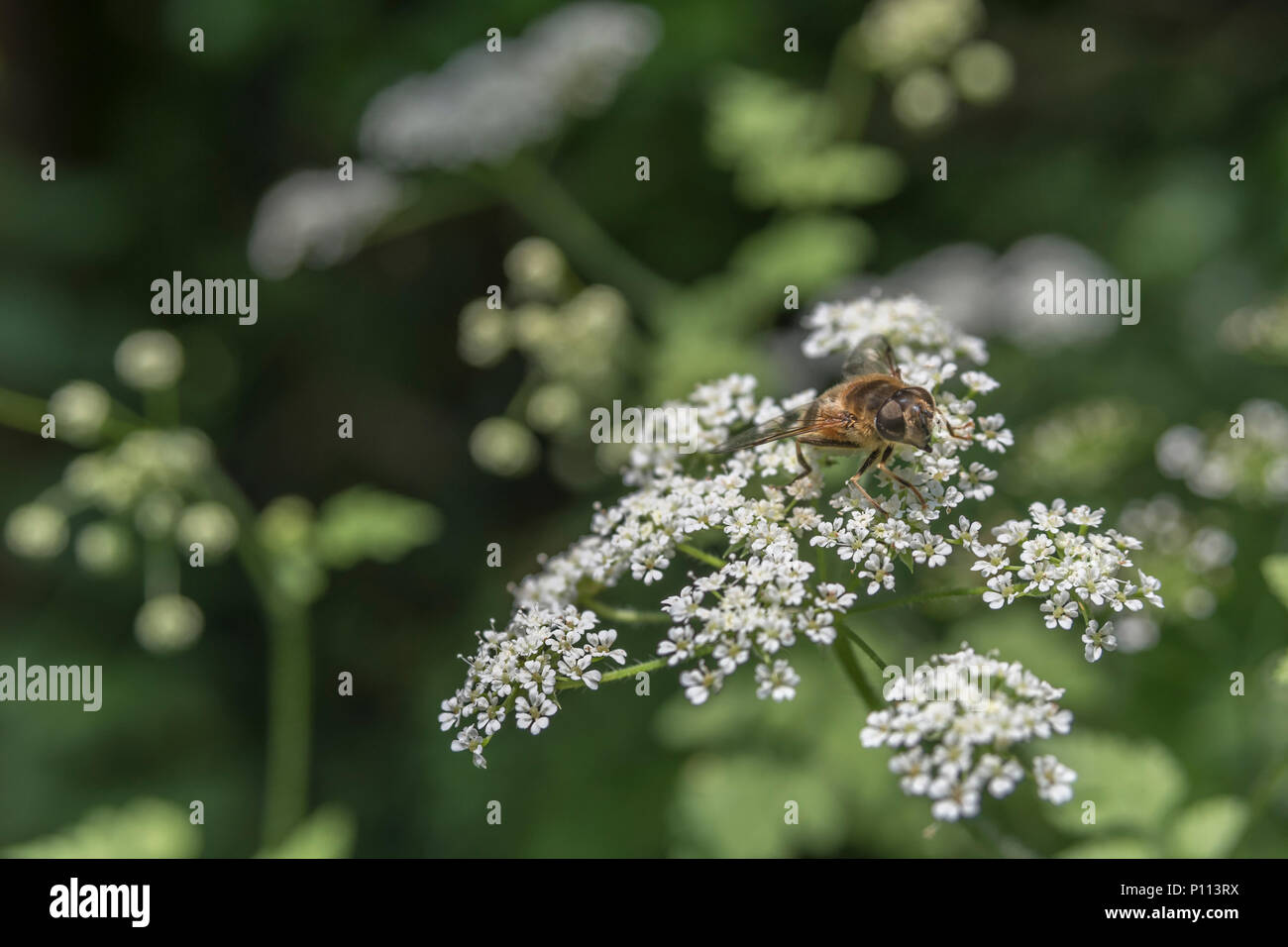 Hogweed + Winged insect / fly (may be Drone Fly / Eristalis tenax) on the white flowers of an umbelliferous plant, possibly hogweed. Fly close up. Stock Photo