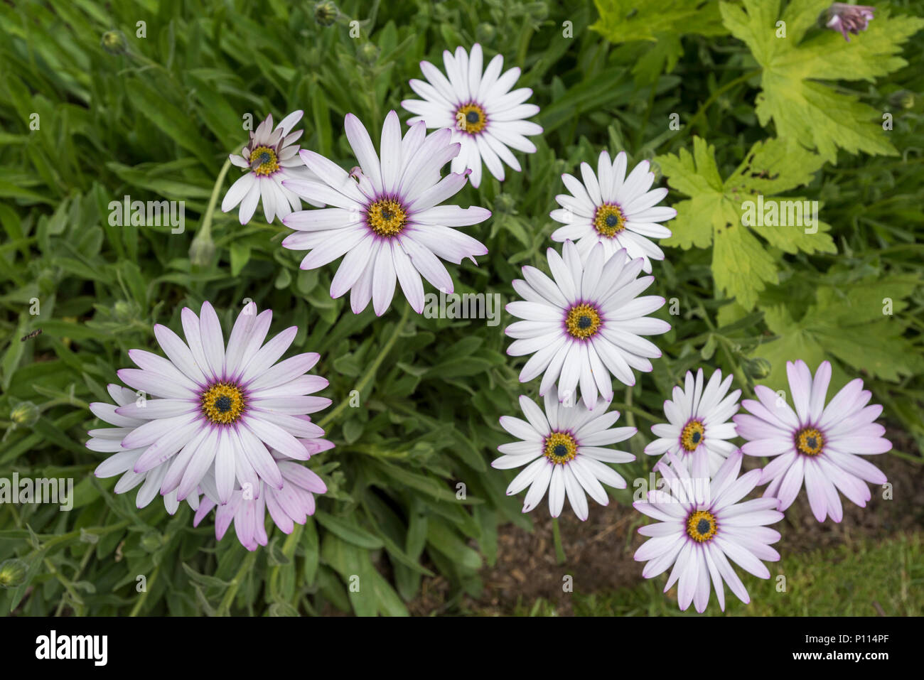 Daisy type flowers. Osteospermum Plants perennial plant Stock Photo Alamy