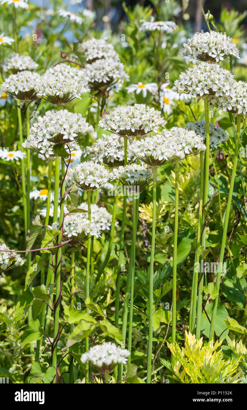 Black Garlic plants (Allium nigrum), AKA Broadleaved Leek and