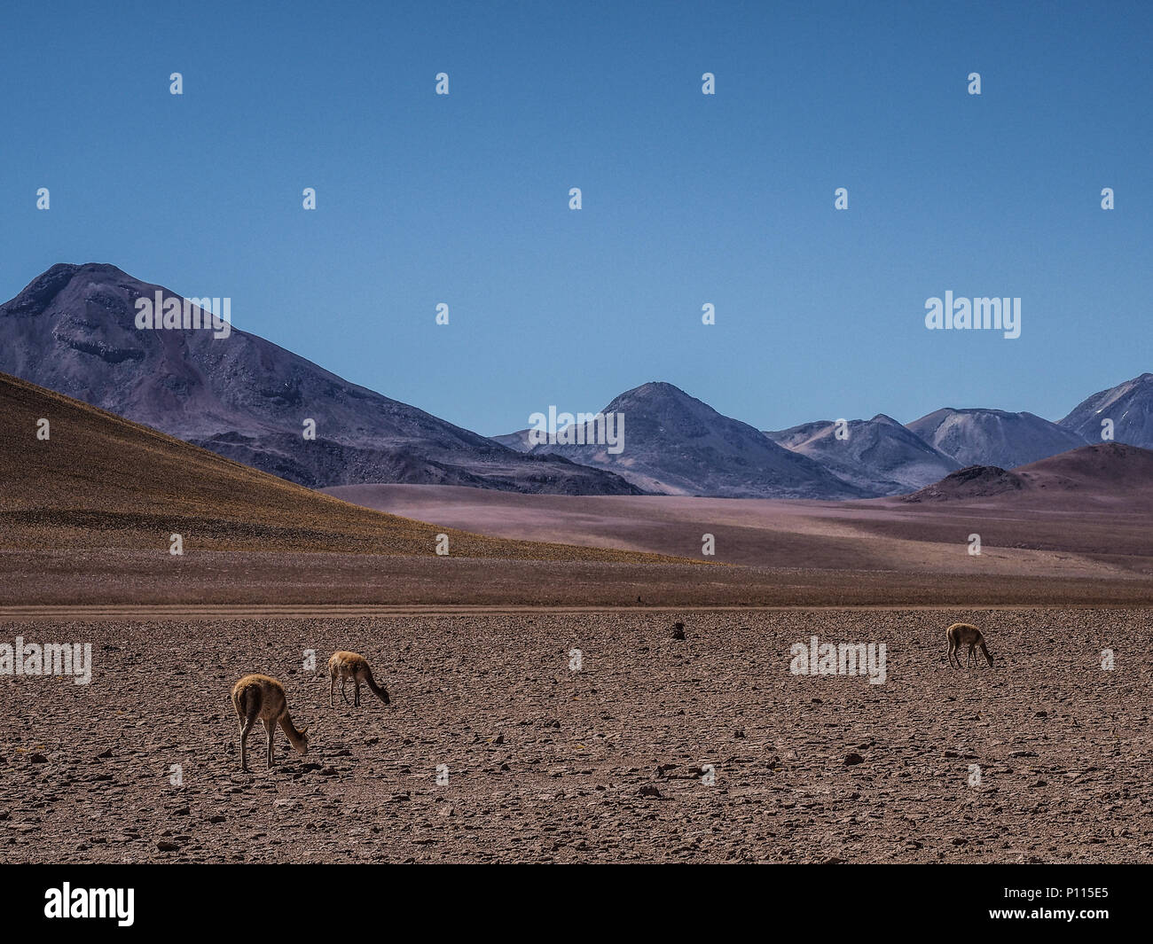 Mountain landscape of the Andes with grazing vicunas, Bolivia, South America Stock Photo