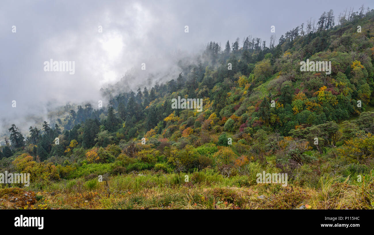 Pine trees on mountain at autumn in Khopra, Nepal Stock Photo - Alamy