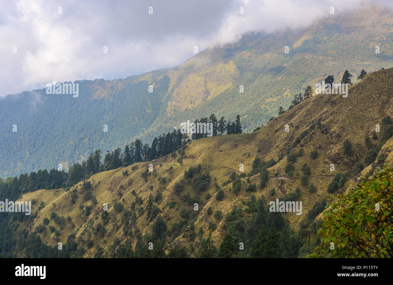 Pine trees on mountain at misty day in Pokhara, Nepal Stock Photo - Alamy