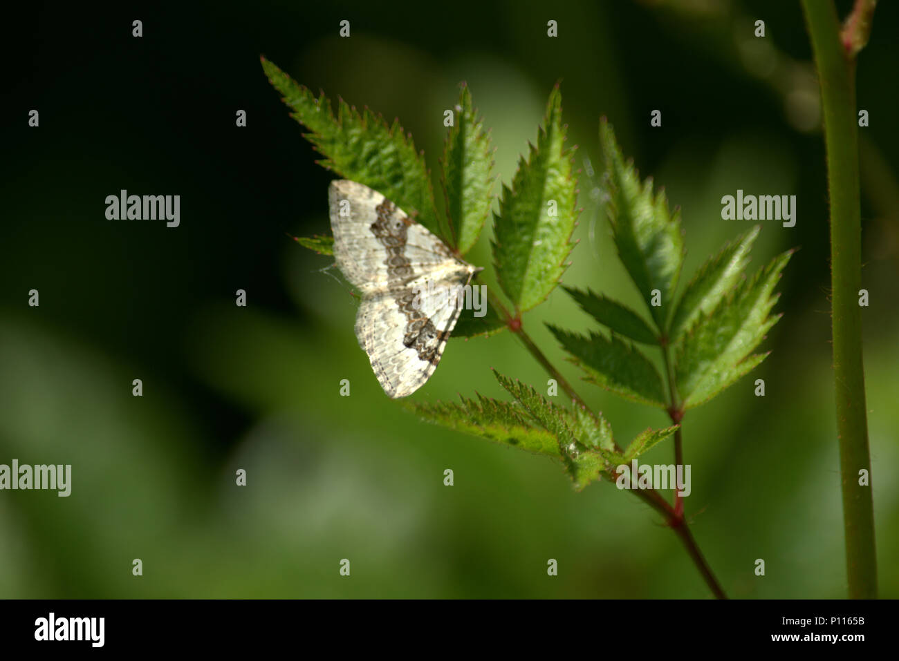 Silver Ground Carpet Moth resting on leaf Stock Photo Alamy