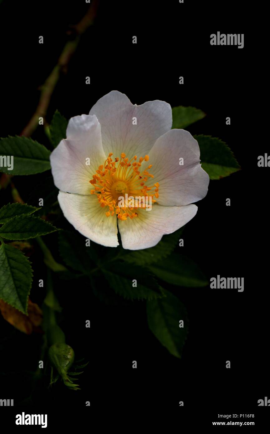 wild rose, white rose (Rosa rugosa) in bloom against dark black background Stock Photo