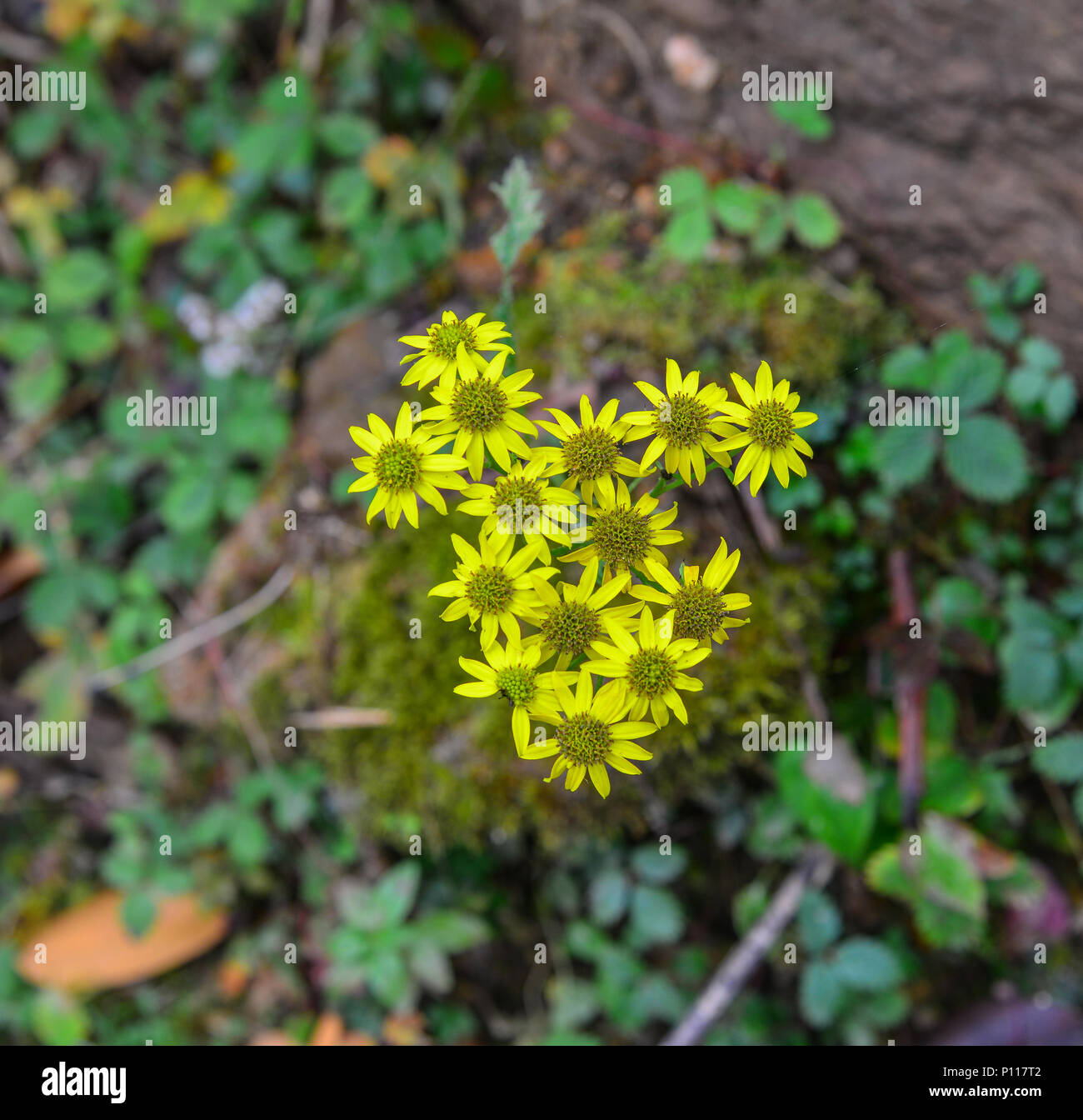 Wild flowers blooming at deep forest in spring time. Stock Photo
