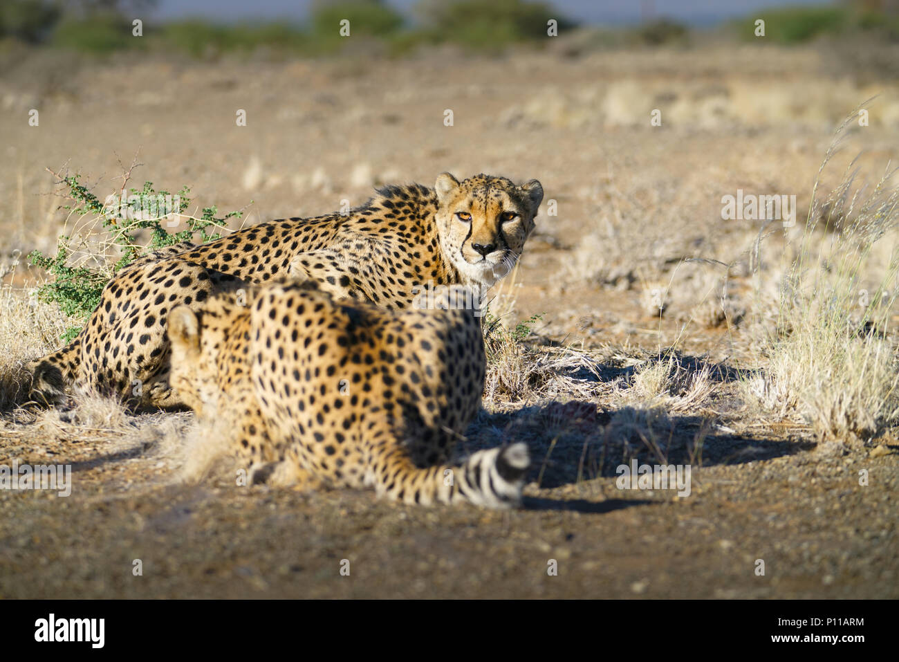 Cheetah in Namibia Stock Photo