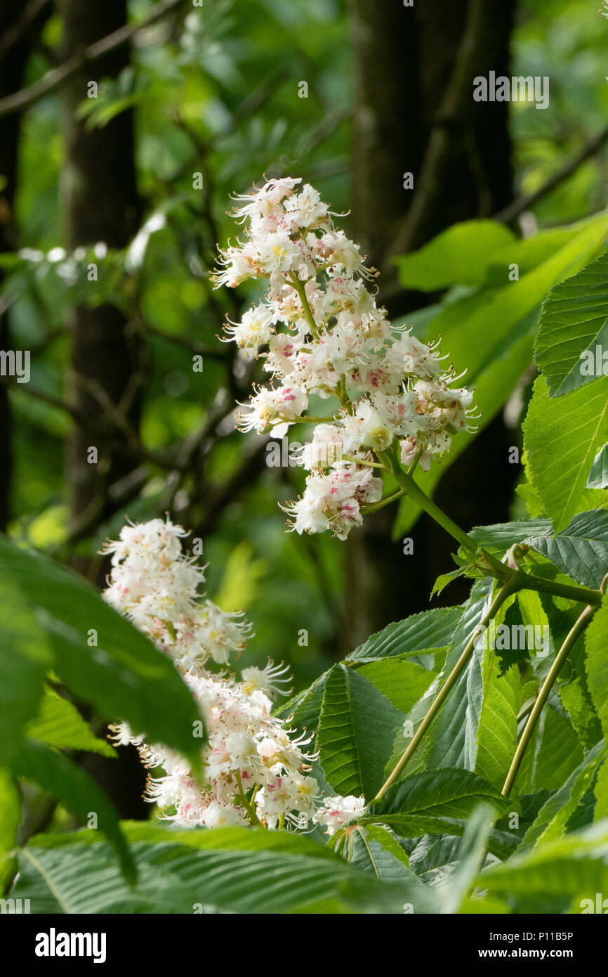 Horse Chestnut trees flower in the English countryside during Spring