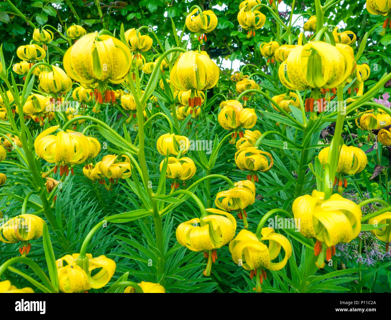 Newly flowering Tiger Lily Flowers in a North Yorkshire Garden Stock Photo