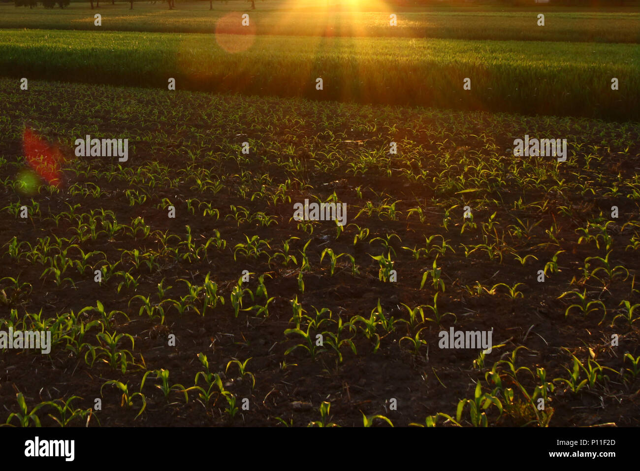 Bright rays of sunlight lightening a field of corn Stock Photo