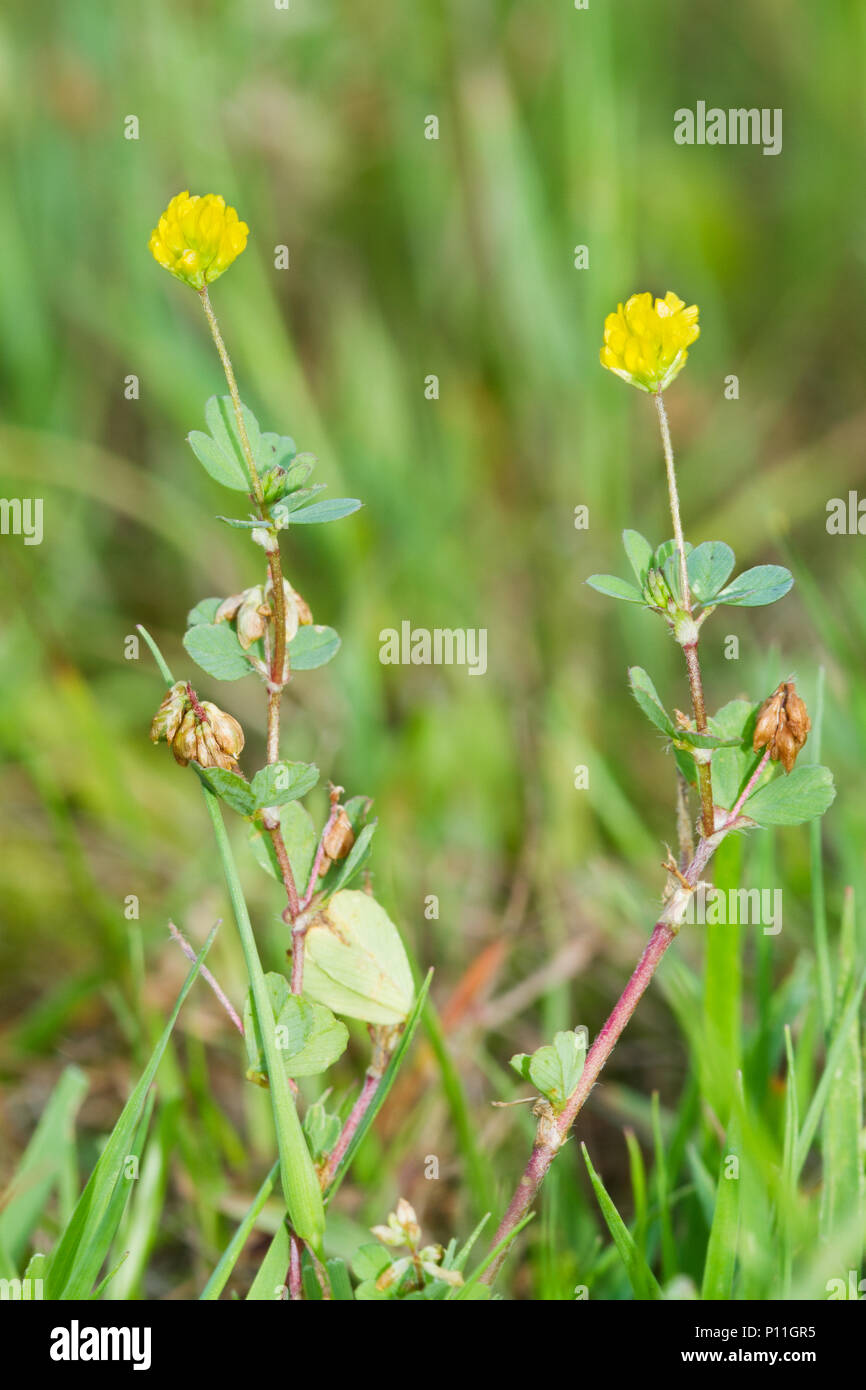 Yellow flowers of Lesser trefoil, also known as Suckling clover or Little hop clover Stock Photo