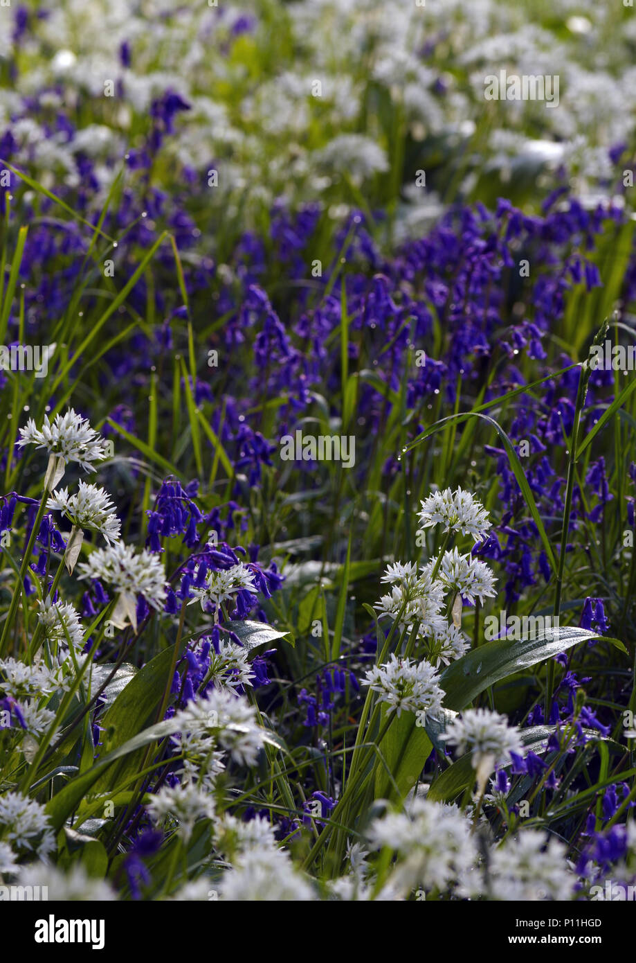 Ground cover plants grass hi-res stock photography and images - Alamy