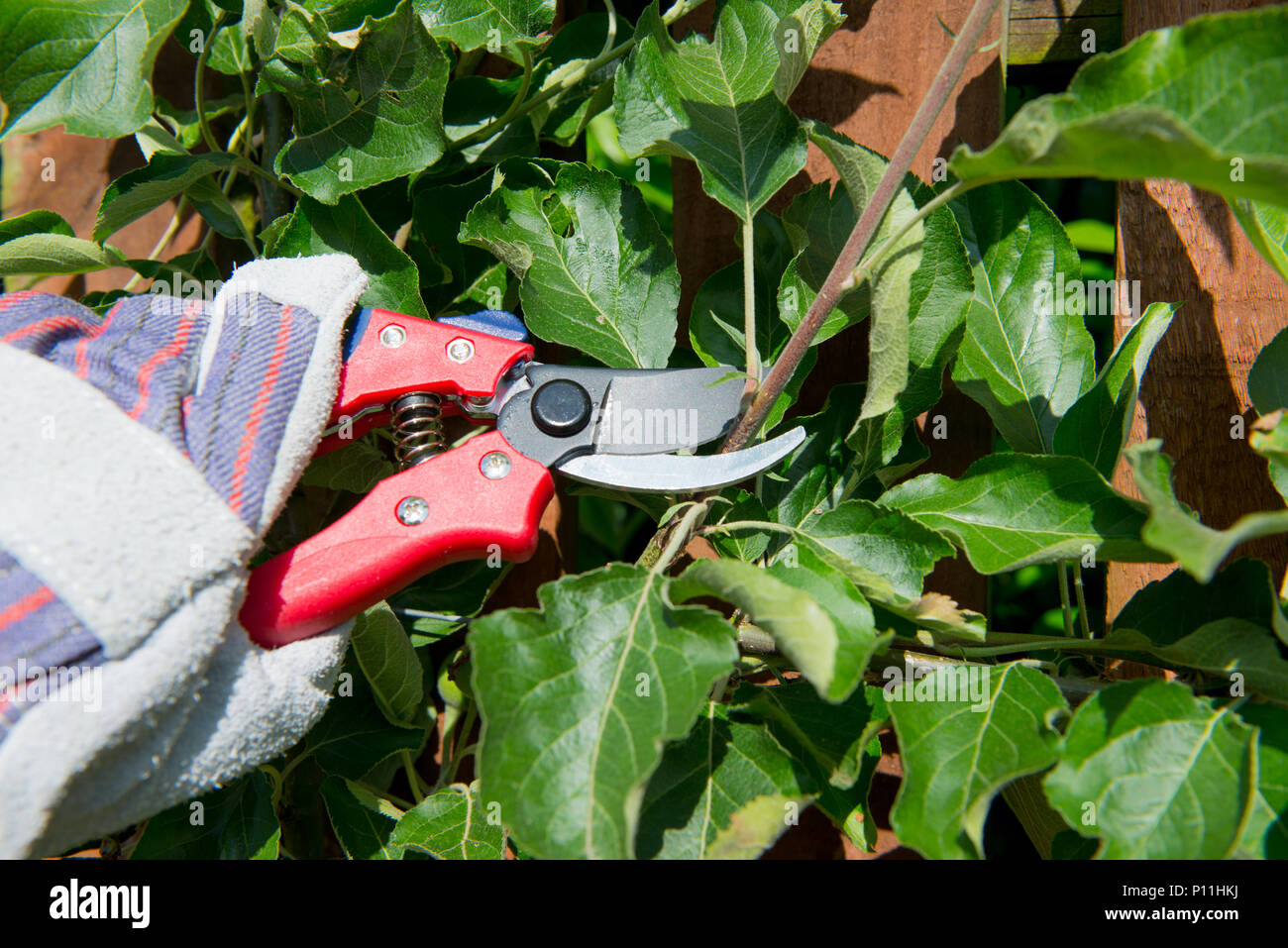 how to prune an espalier apple tree to yeald maximum fruit Stock Photo