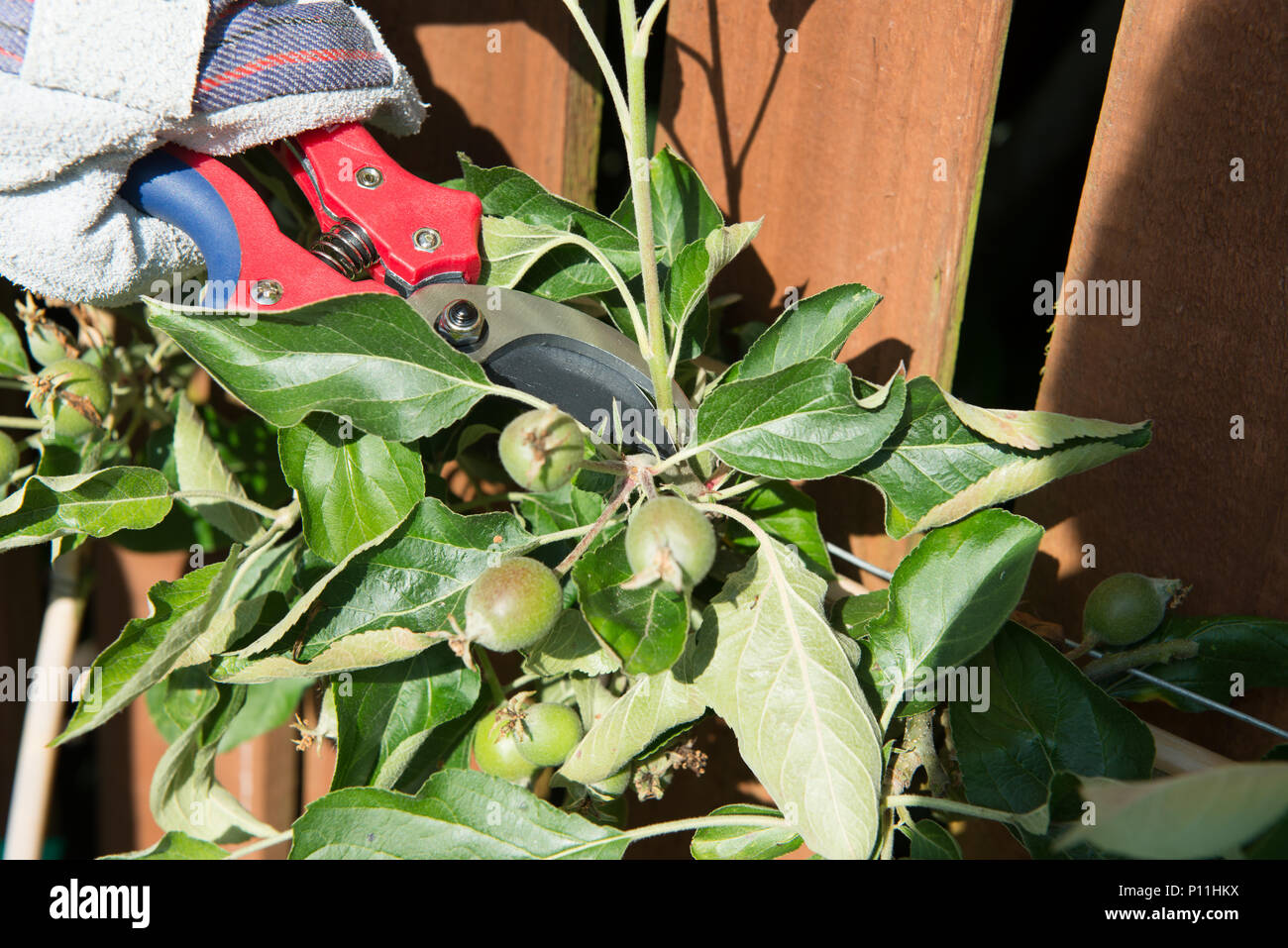 how to prune an espalier apple tree to yeald maximum fruit Stock Photo
