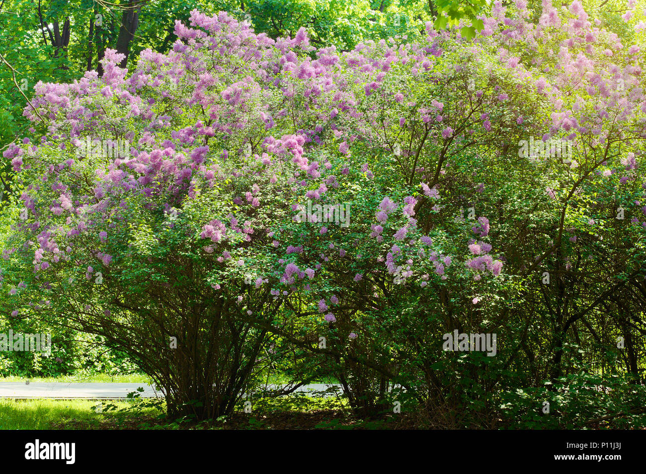 Lilac or common lilac, Syringa vulgaris in blossom. Purple flowers growing on lilac blooming shrub in park. Springtime in the garden. Poland. Stock Photo
