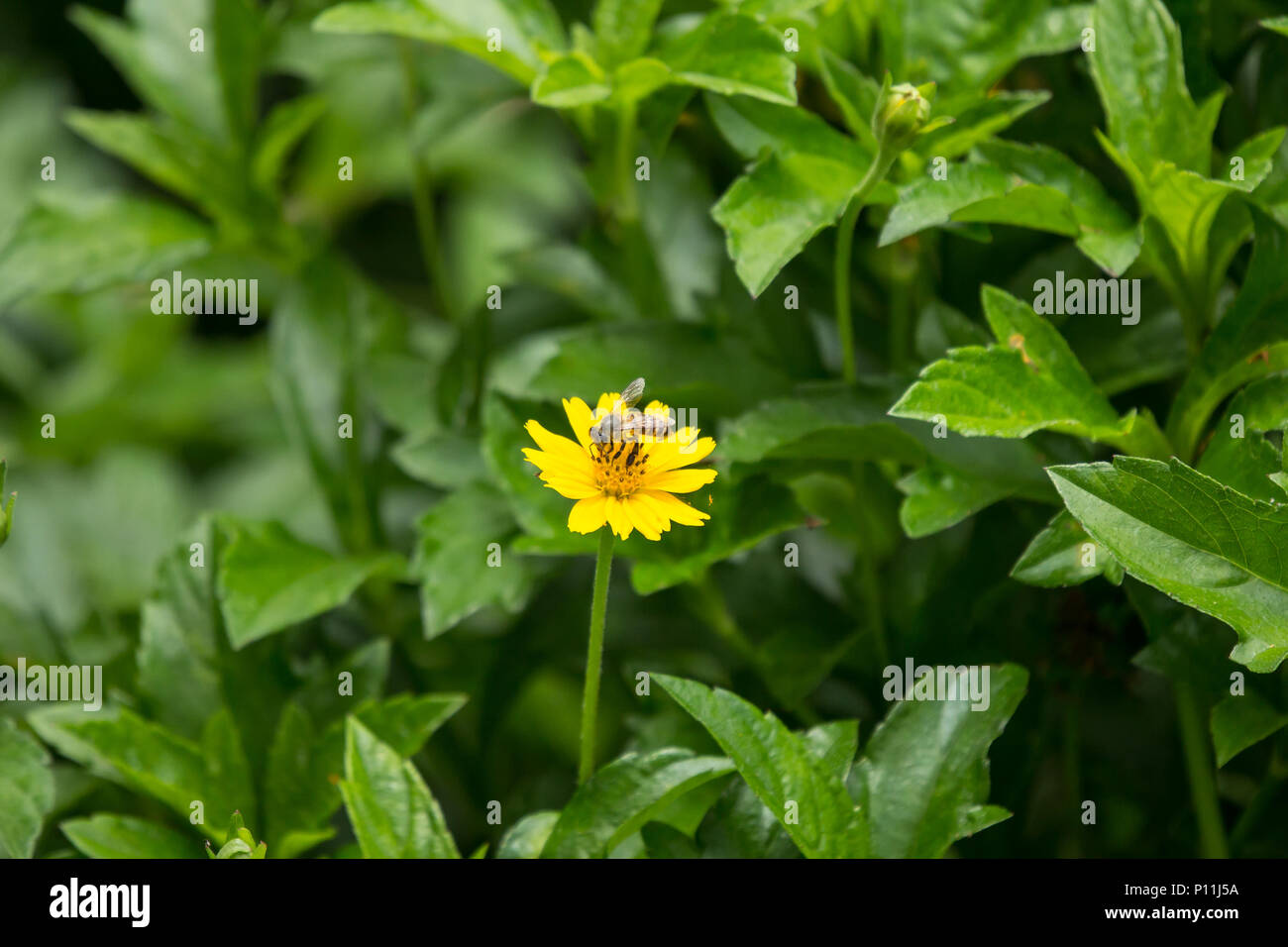 Closeup Bee insect and Yellow Singapore daisy flower Stock Photo