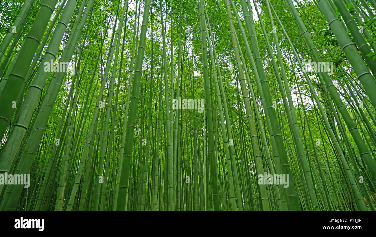 The green bamboo plant forest in Japan zen garden Stock Photo