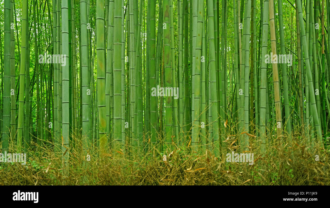 The green bamboo plant forest in Japan zen garden Stock Photo