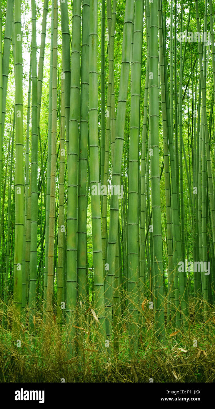 The vertical green bamboo plant forest in Japan zen garden Stock Photo