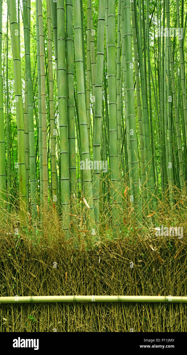 The vertical green bamboo plant forest and fence in Japan zen garden Stock Photo