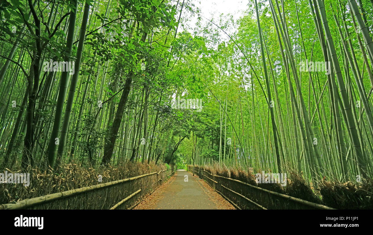 The green bamboo plant forest and footpath in Japan zen garden Stock Photo