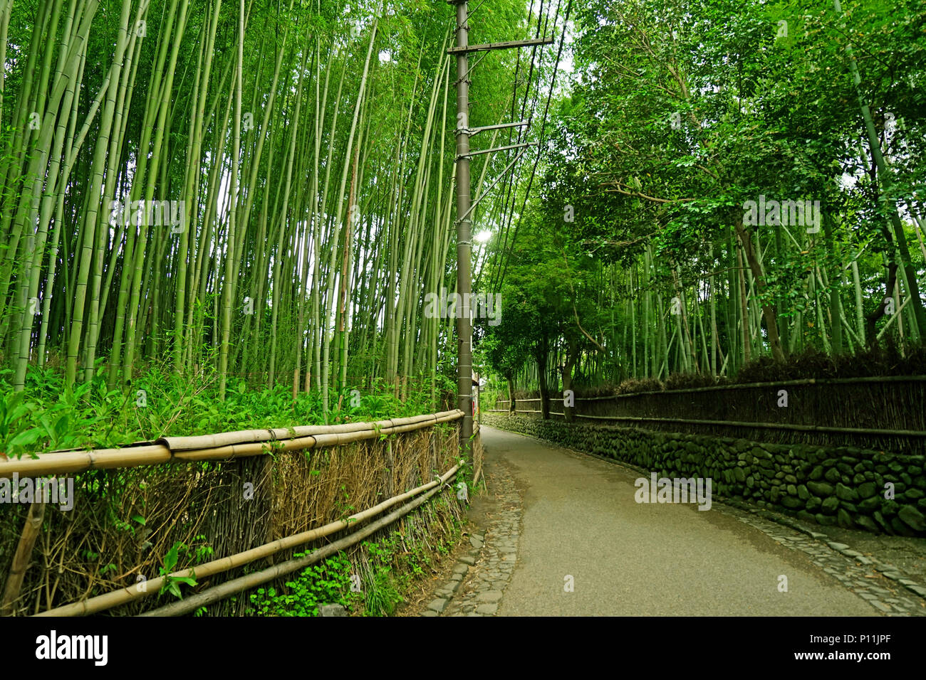 The green bamboo plant forest and footpath in Japan zen garden Stock Photo