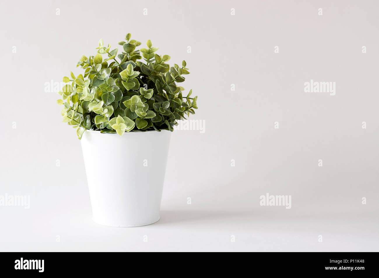 Green plant in white pot isolated against white background Stock Photo ...
