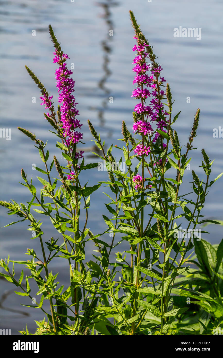 Fresh beautiful purple blooming flowers on a lake background. Lupinus, lupin or lupine Stock Photo