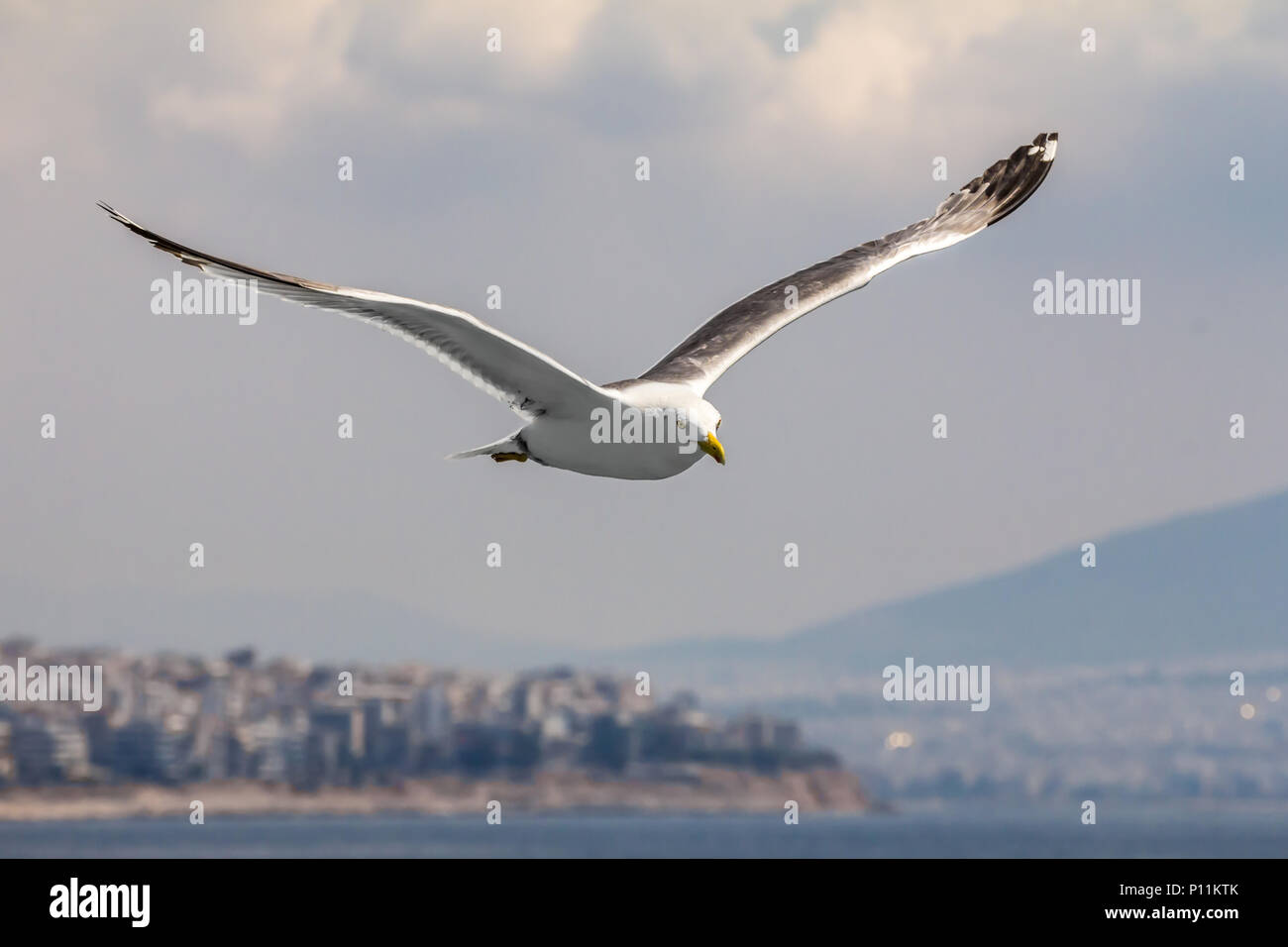 European herring gull, seagull, Larus argentatus flying in the summer along the shores of Aegean sea near Athens, Greece Stock Photo