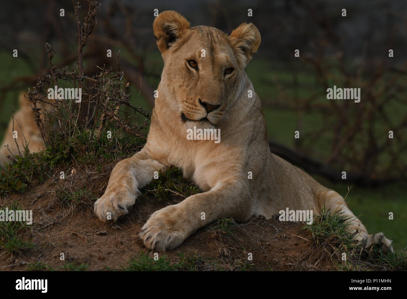 Female Lion Resting On The Massai Mara Plains Panthera Leo Kenyan Safari Picture Taken In