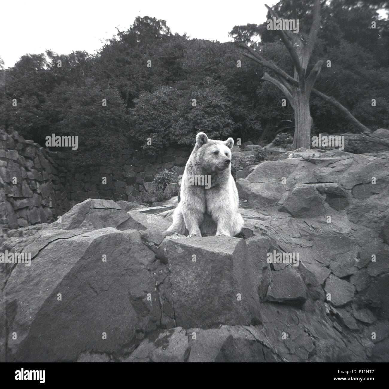 1950, historical picture of a polar bear at the Scottish National Zoological Park (Edinburgh Zoo), Edinburgh, Scotland, UK. The land of the Zoo lies on the slopes of Corstorphine Hill and here we see a polar bear sitting alone in it's rocky enclosure. Stock Photo