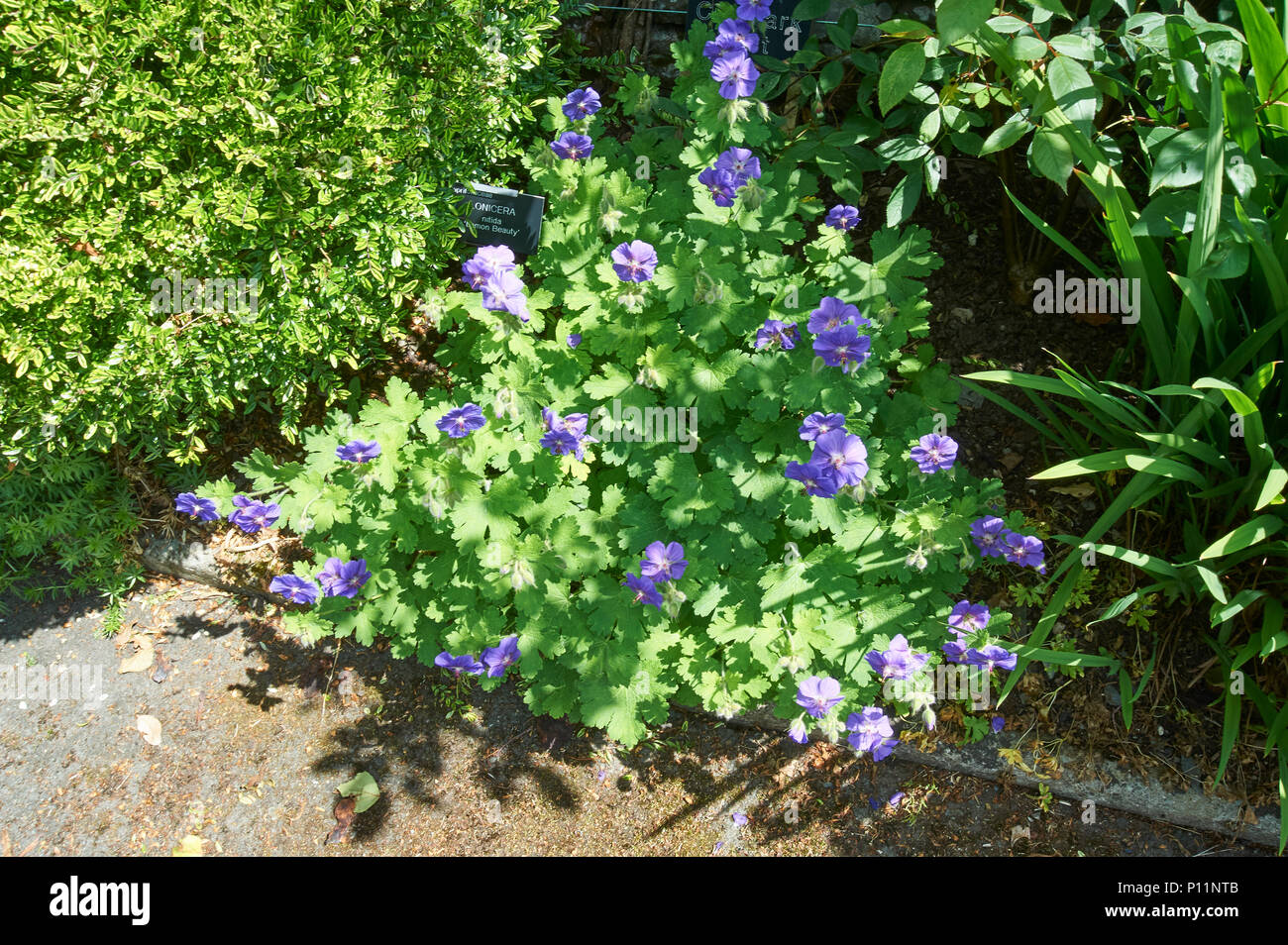 Flowers of the long-flowering hardy Geranium 'Rozanne' Stock Photo