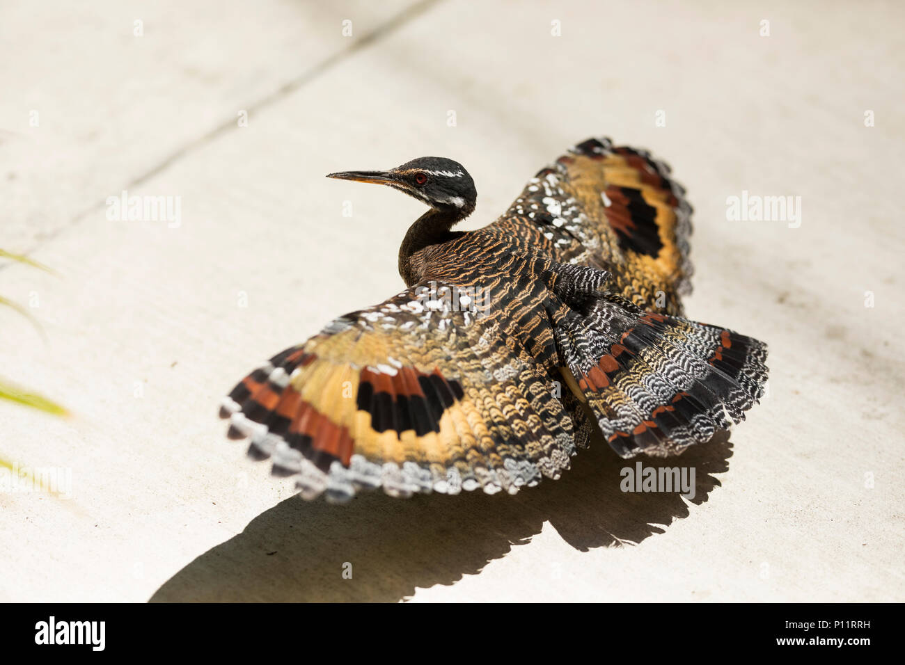 A sunbittern (Eurypyga helias) spreads its wings in the sun to show its two large eye spots, which it does during courtship or when threatened. Stock Photo
