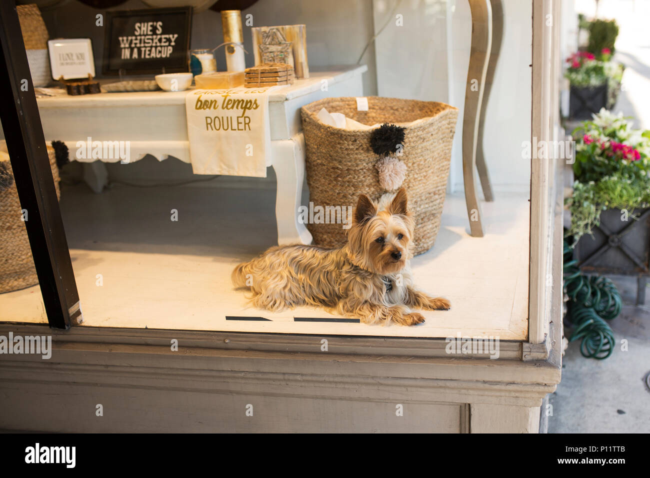 A Cairn terrier stands guard from a shop window on Magazine Street in the Garden District of New Orleans, Louisiana, USA. Stock Photo