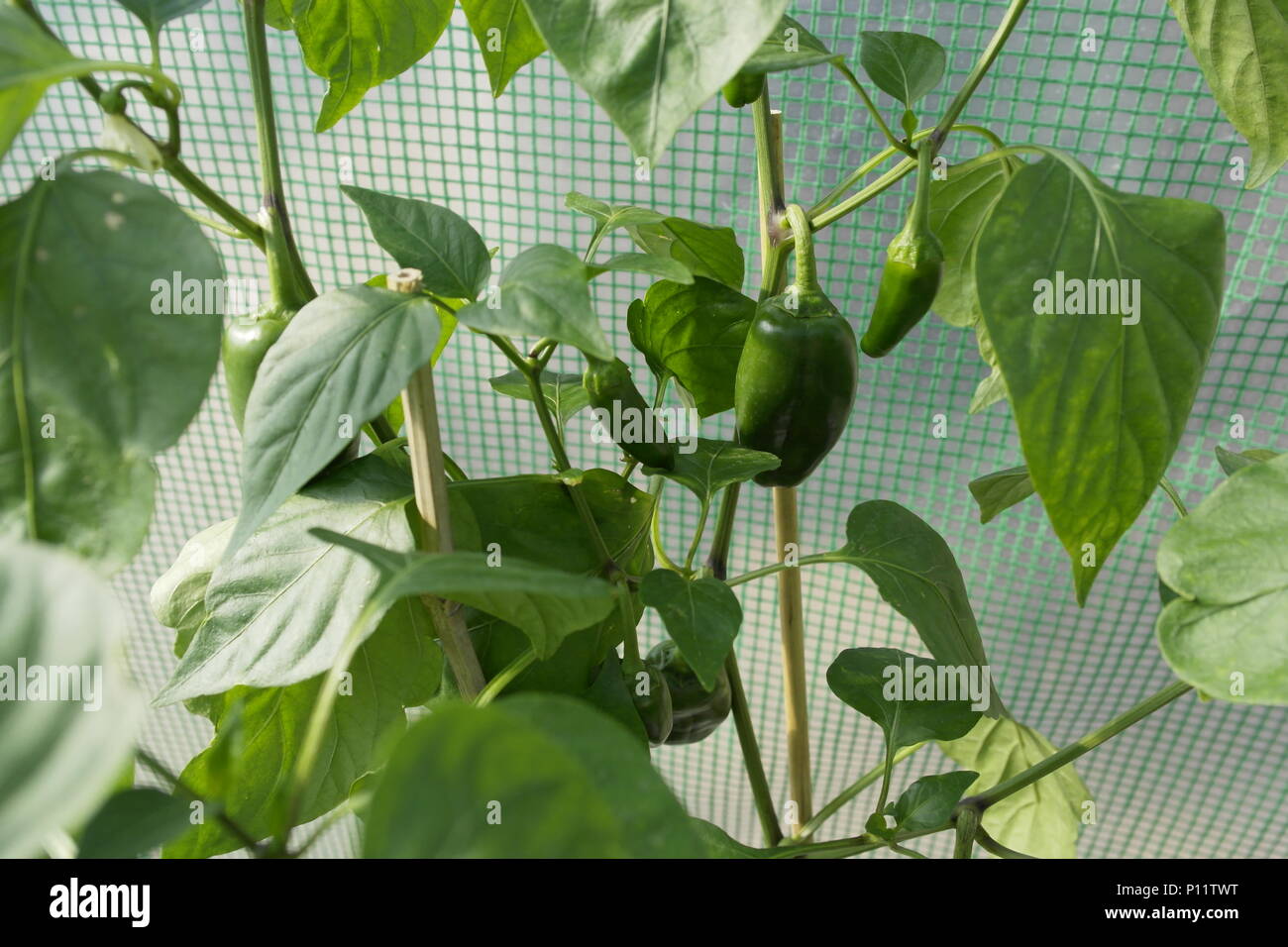 Bell pepper plants hi-res stock photography and images - Alamy