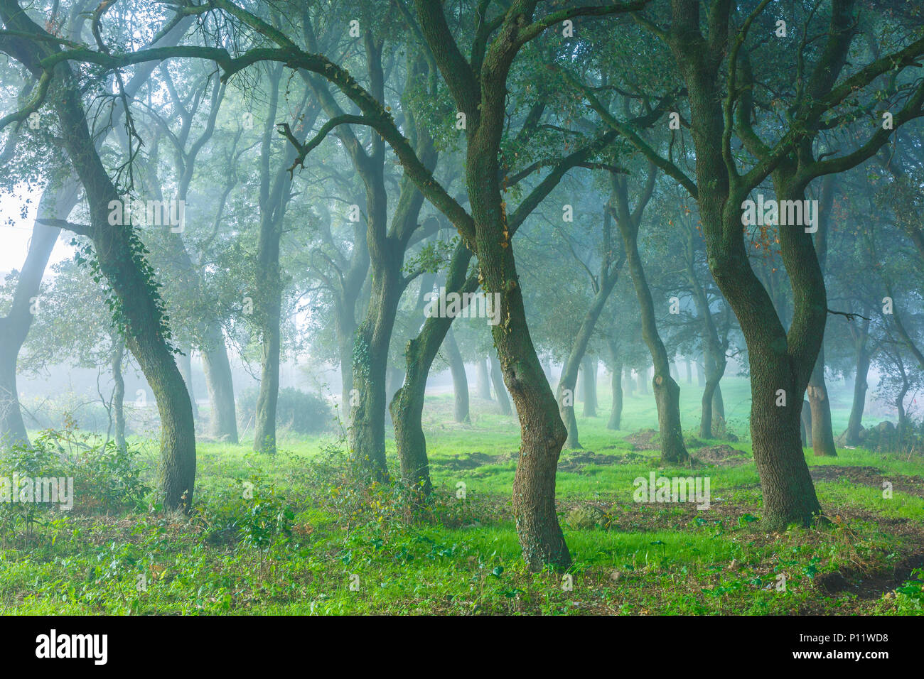 Oak grove. Stock Photo