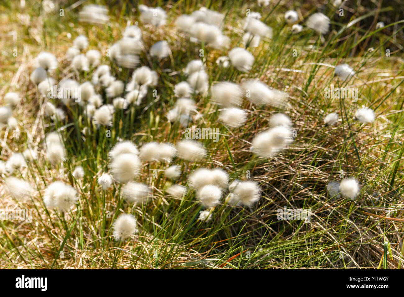 The fruiting plant of the Cotton grass, Eriophorum angustifolium