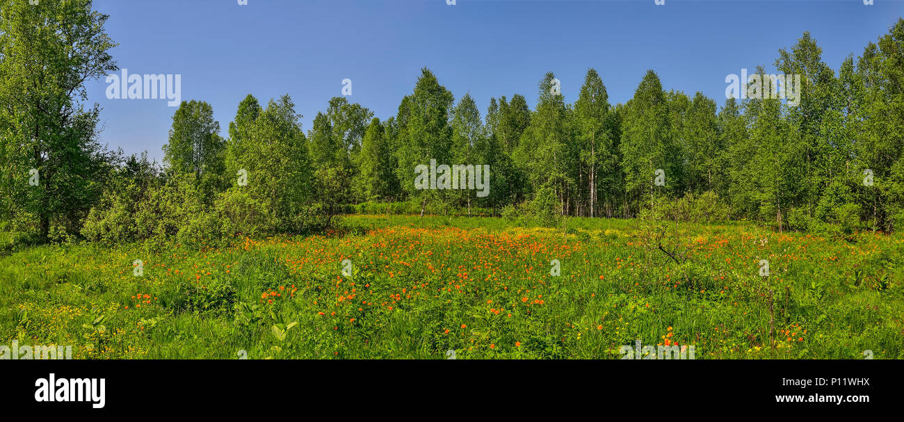 Summer panoramic view of rural landscape with blossoming forest glade or meadow. Wild orange flowers Trollius altaicus, Ranunculaceae flowering on spr Stock Photo