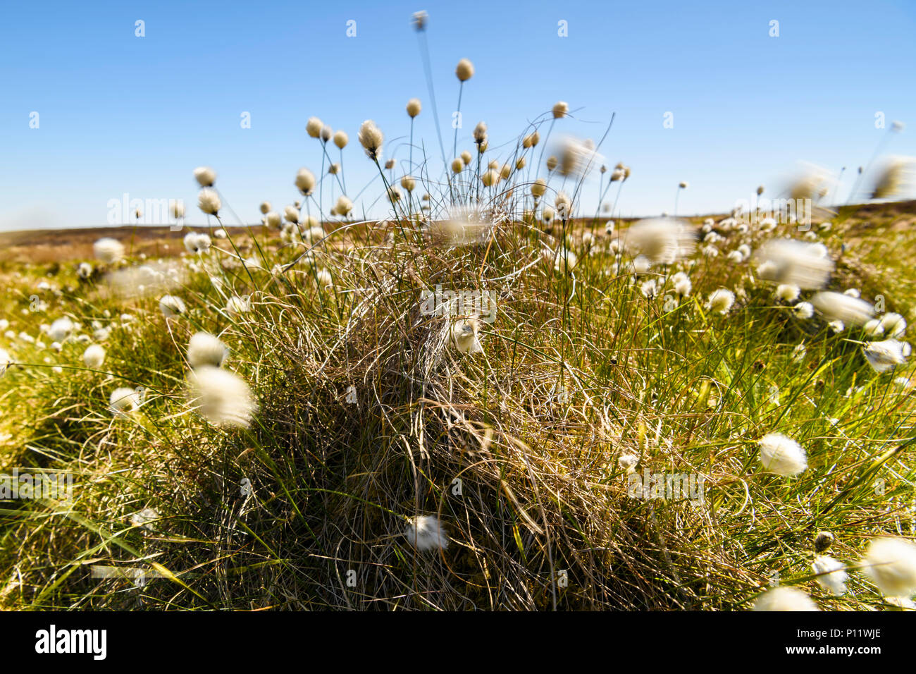 The fruiting plant of the Cotton grass, Eriophorum angustifolium