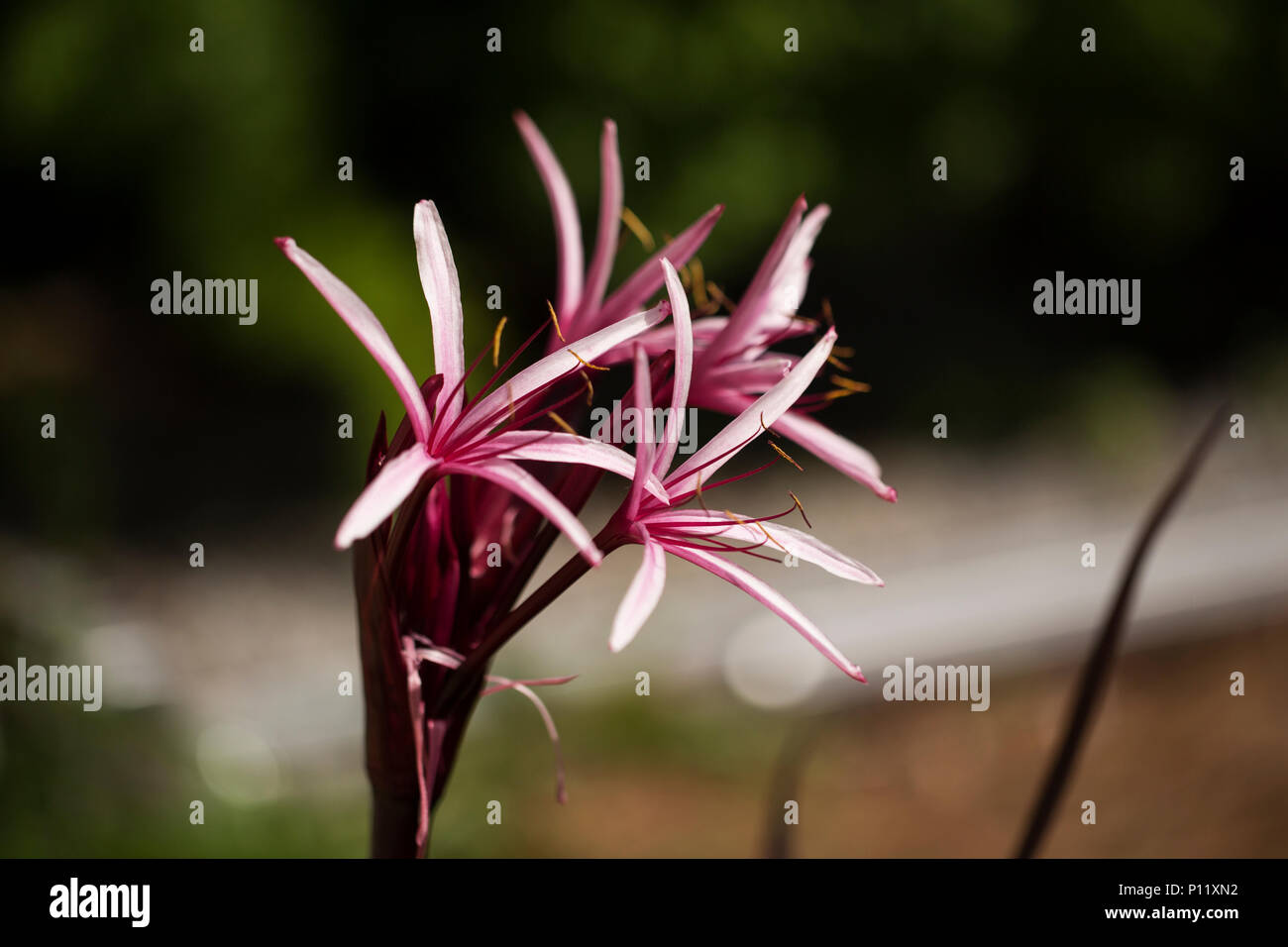 Queen Emma's purple crinum (Crinum procerum var. splendens), in the Amaryllidaceae family. Stock Photo