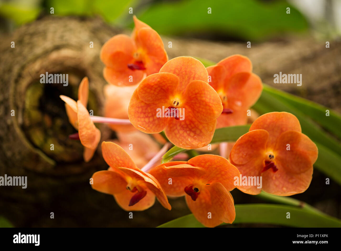 Ascocenda Fuchs Sunset Vanda Wirat orchid Stock Photo