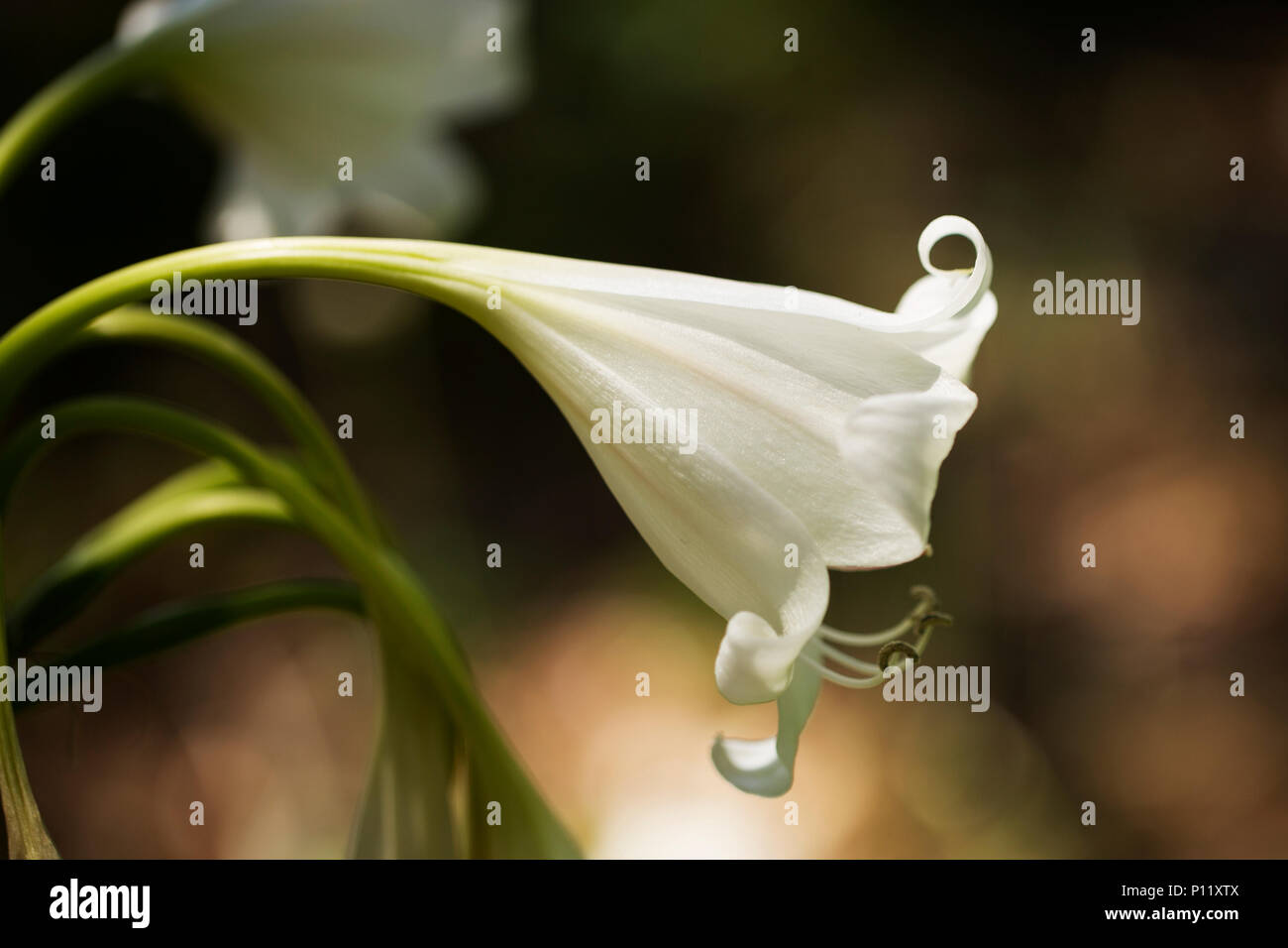 Crinum White Queen lily blooming in a spring garden. Stock Photo