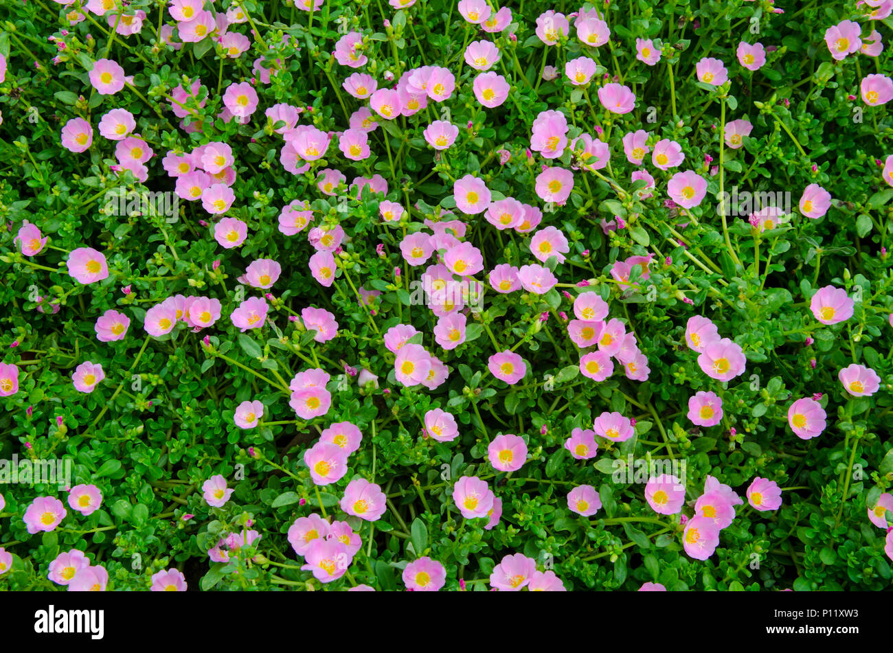 Beautiful colorful flowers in the garden Stock Photo - Alamy