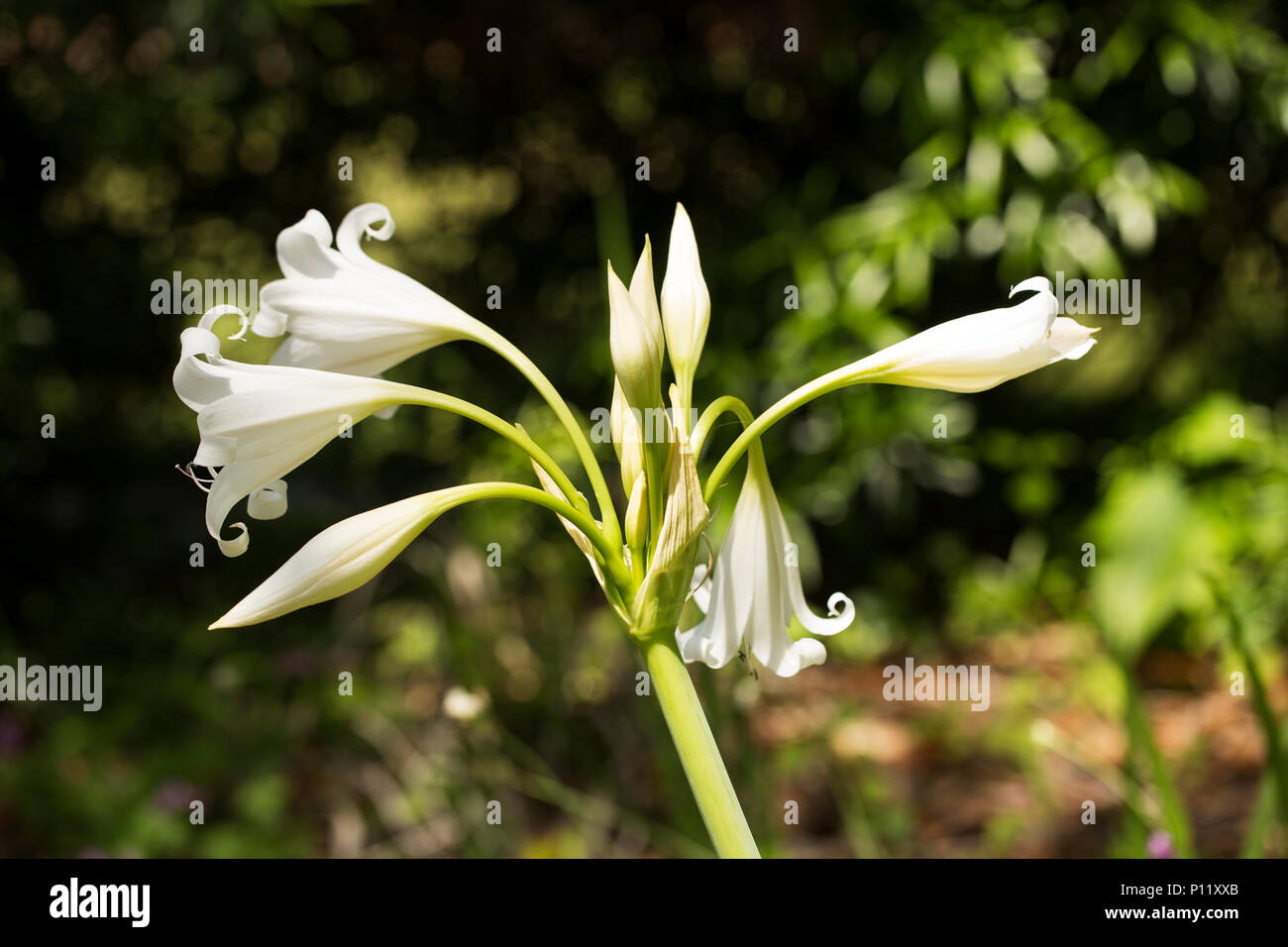 White crinum lily hi-res stock photography and images - Alamy