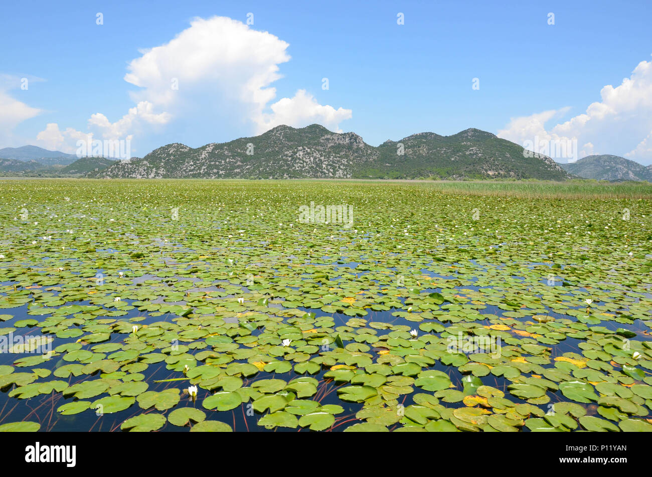 On the water of Lake Skadar, Montenegro, June 2018 Stock Photo