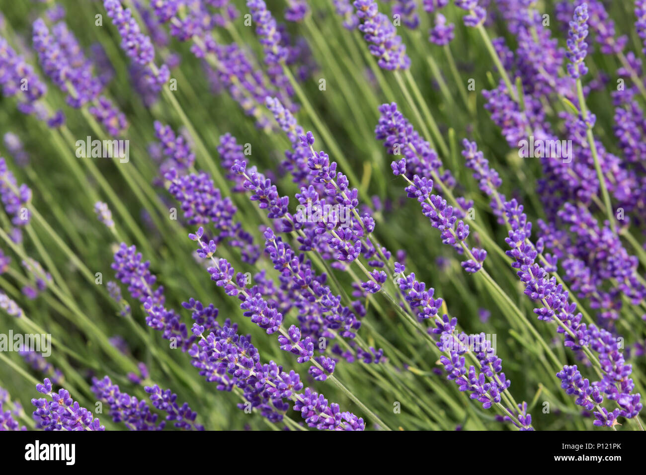 a flourishing lavenda Stock Photo