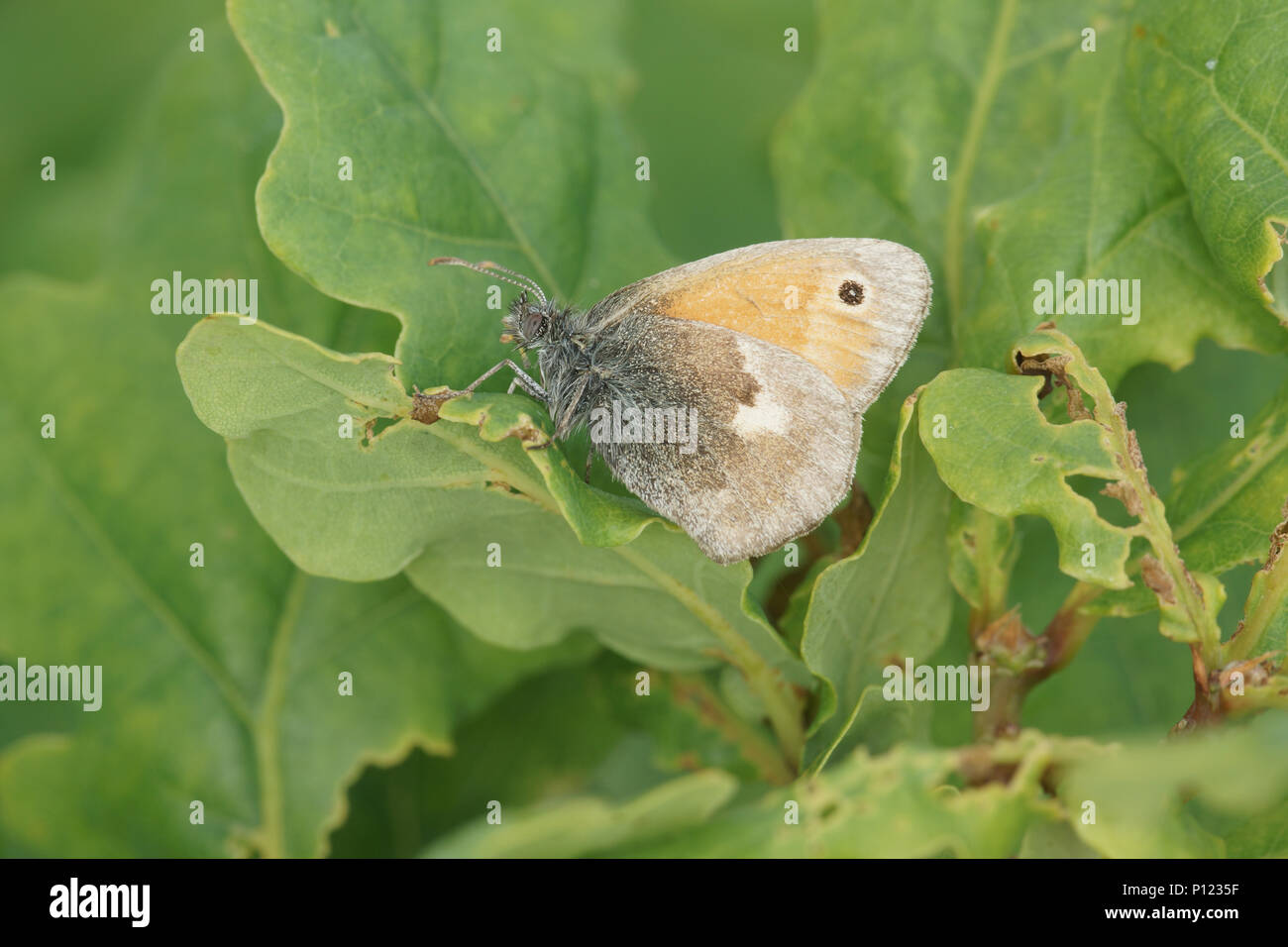 Coenonympha pamphilus (Small Heath) Stock Photo