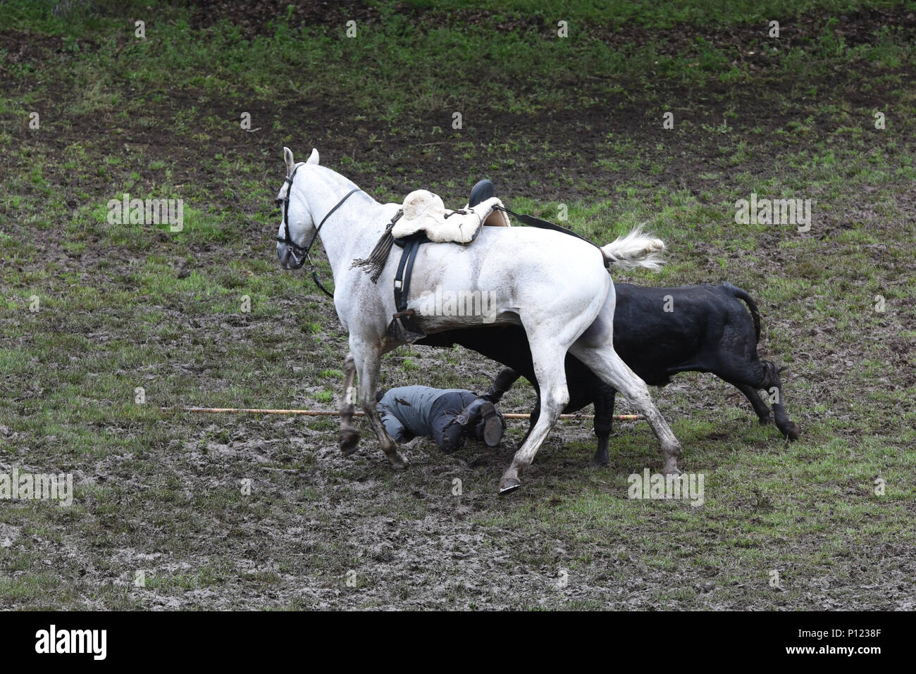 Soria Spain 09th June 18 A Bull Gores A Horse During The Lavalenguas Festival At Valonsadero Mount In Soria North Of Spain Credit Jorge Sanz Pacific Press Alamy Live News Stock Photo Alamy